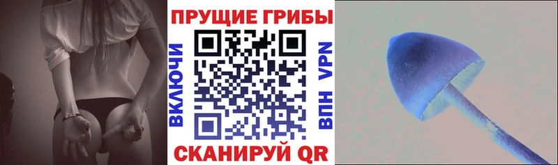 Галлюциногенные грибы Psilocybe  Горячий Ключ 